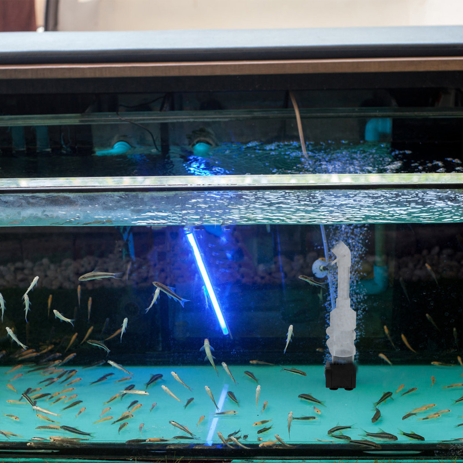 2Pcs Fish Incubator Cichlids E - Aquarium Fish Eggs recension och pris